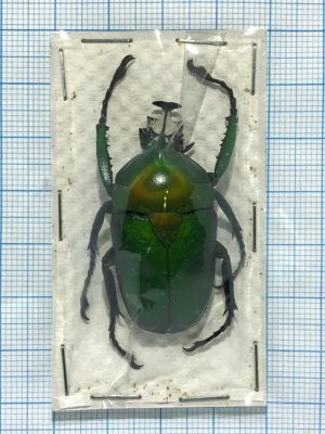 Dicronorhina derbyana oberthueri, male, Tanzania