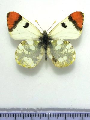 Zegris fausti, male, A-, Kazakhstan