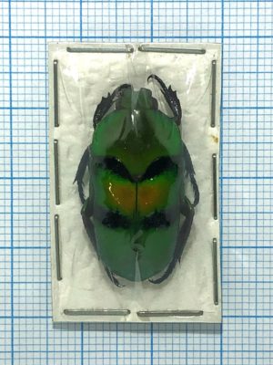 Ischiopsopha bifasciata, Indonesia