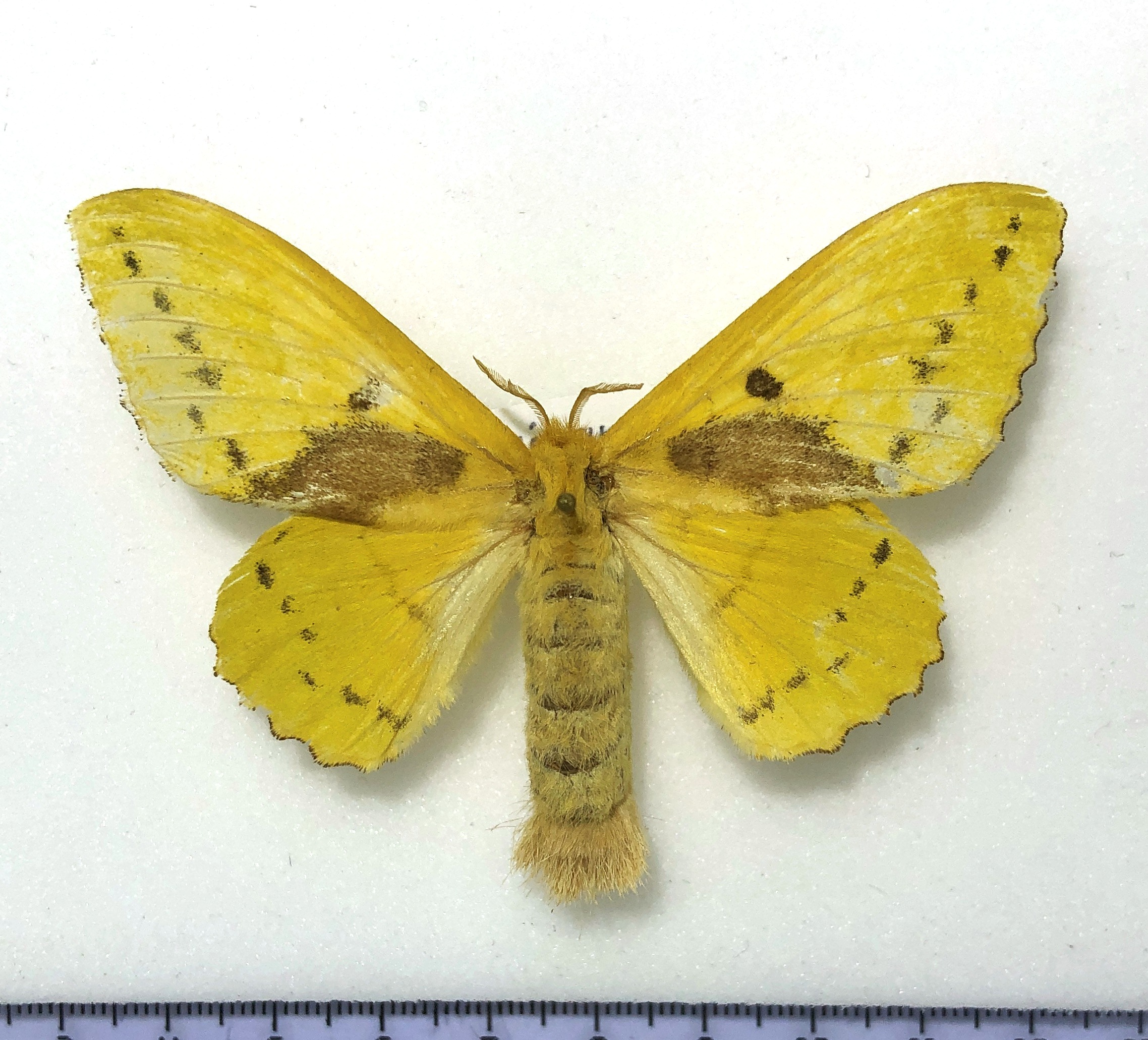 Trabala vishnou, female, goodA2, Taiwan