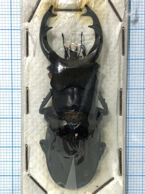 Lucanus fryi, male, Thailand, 60+mm