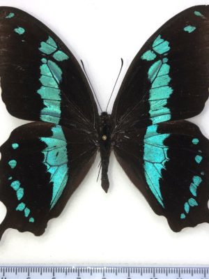 Papilio oribazus, male, A-, Madagascar