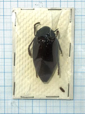 Sternocera hildebrandti, Tanzania