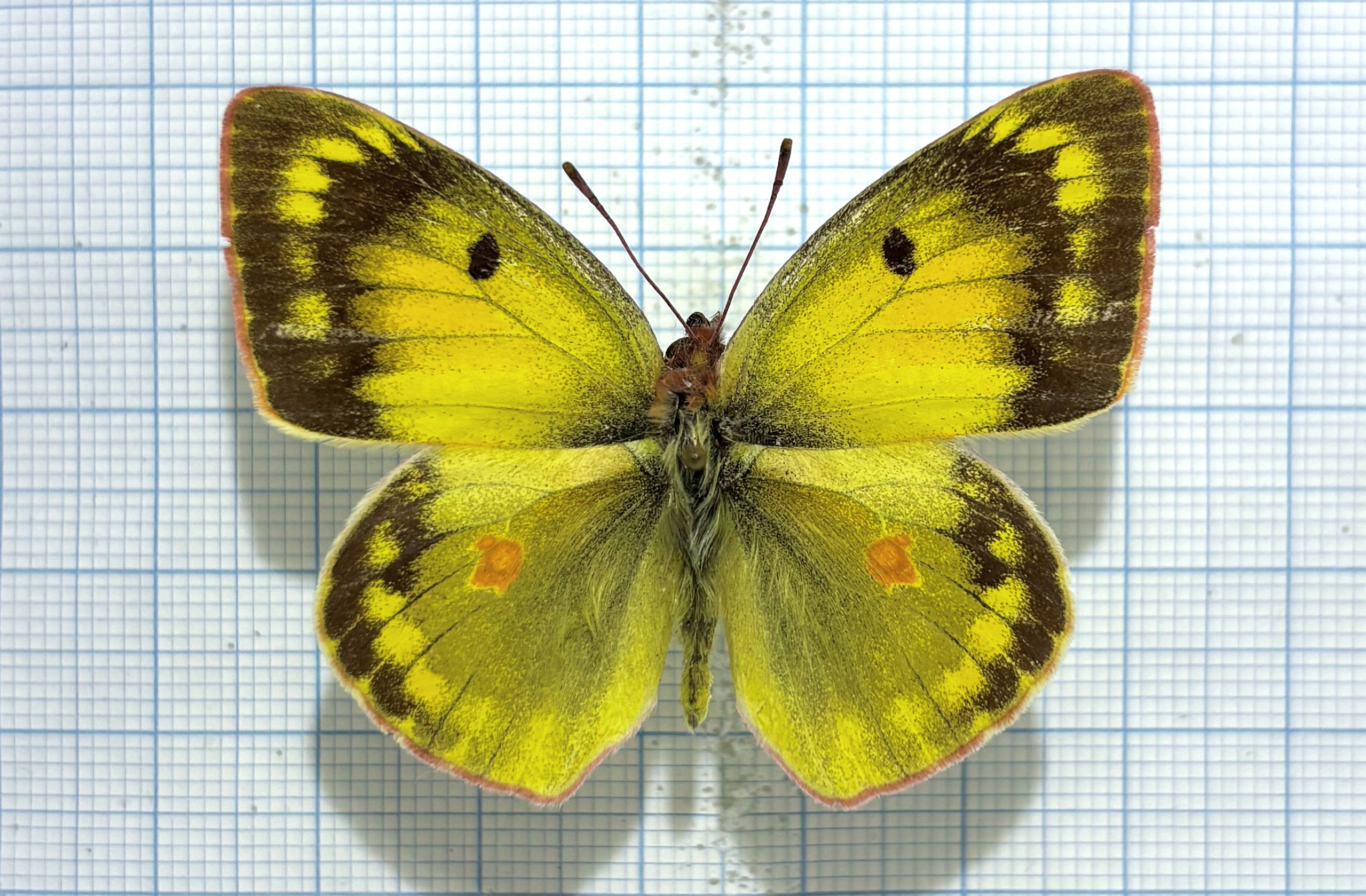 Colias erschoffi, A1-, Male, Kazakhstan. Rare!