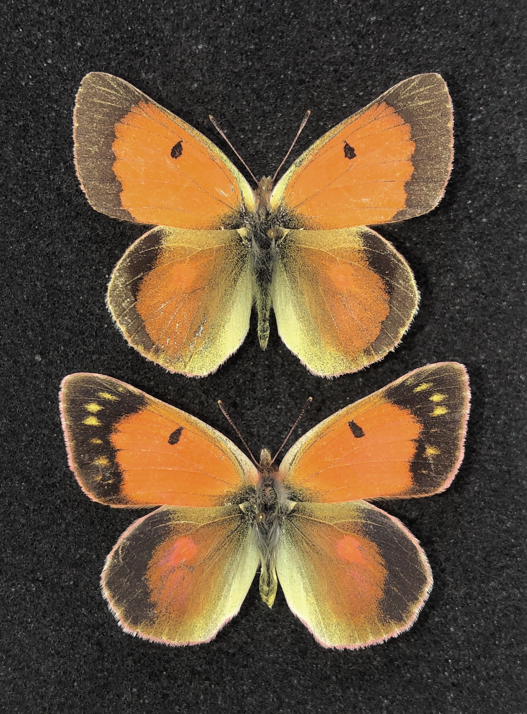 Lepidoptera. Colias regia, A2, pair, Kyrgyzstan