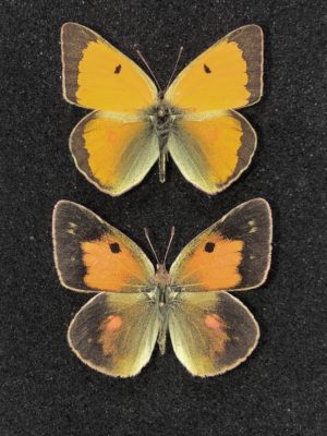 Lepidoptera. Colias thisoa urumtsiensis, A-, pair, Kyrgyzstan