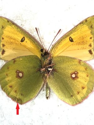 Lepidoptera. Colias thisoa urumtsiensis, A-, pair, Kyrgyzstan