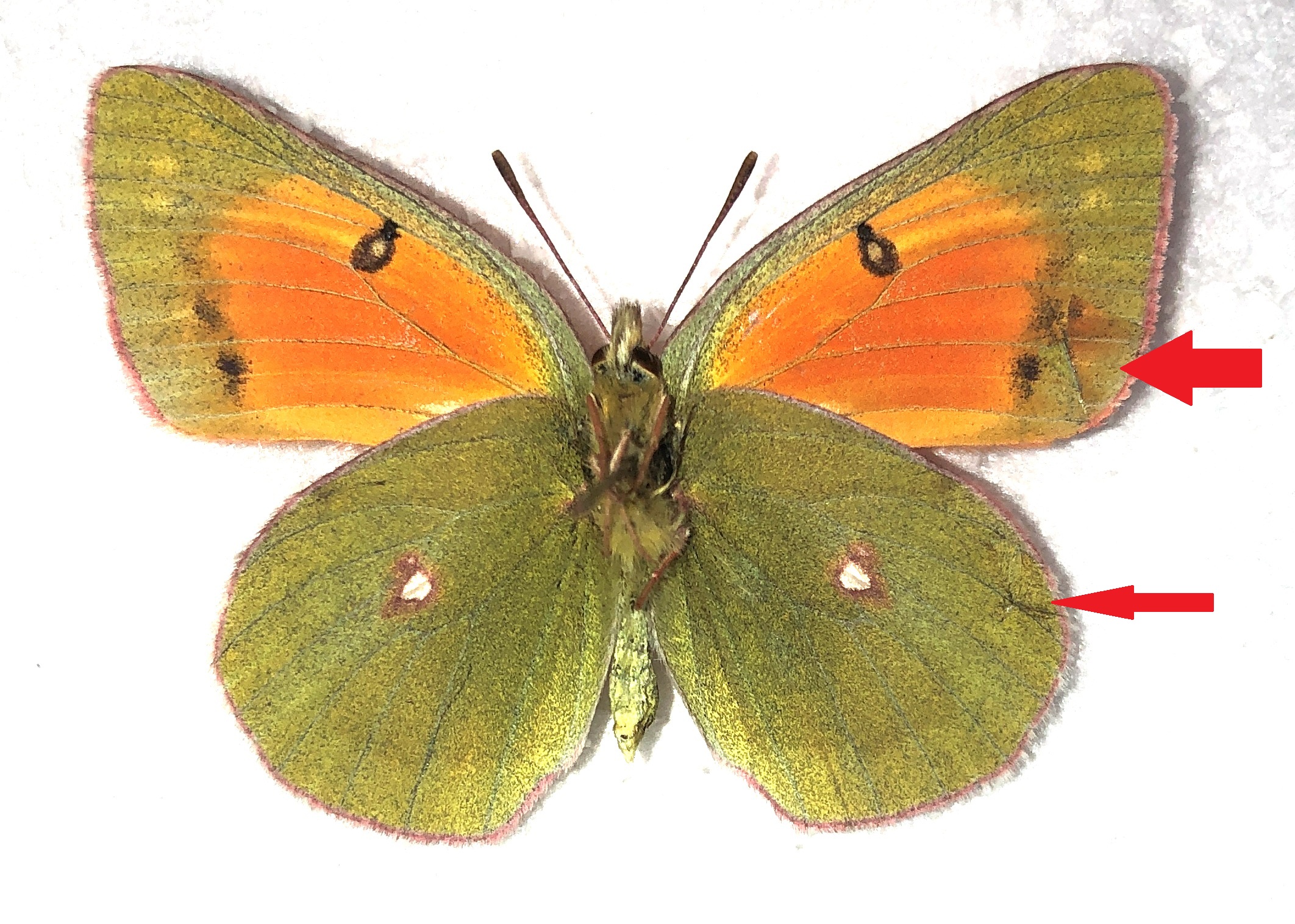 Lepidoptera. Colias regia, A2, pair, Kyrgyzstan — изображение 3