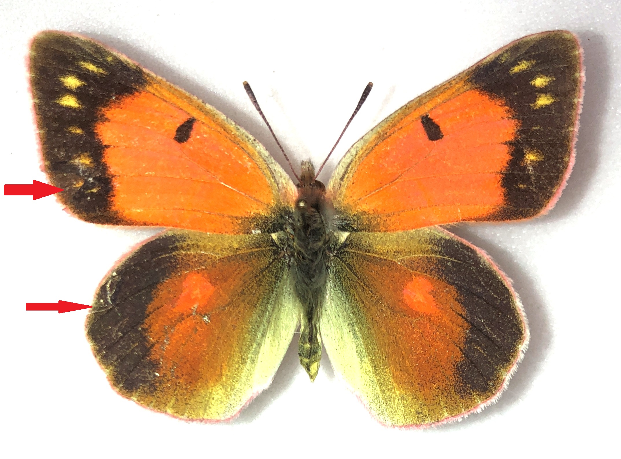 Lepidoptera. Colias regia, A2, pair, Kyrgyzstan — изображение 2