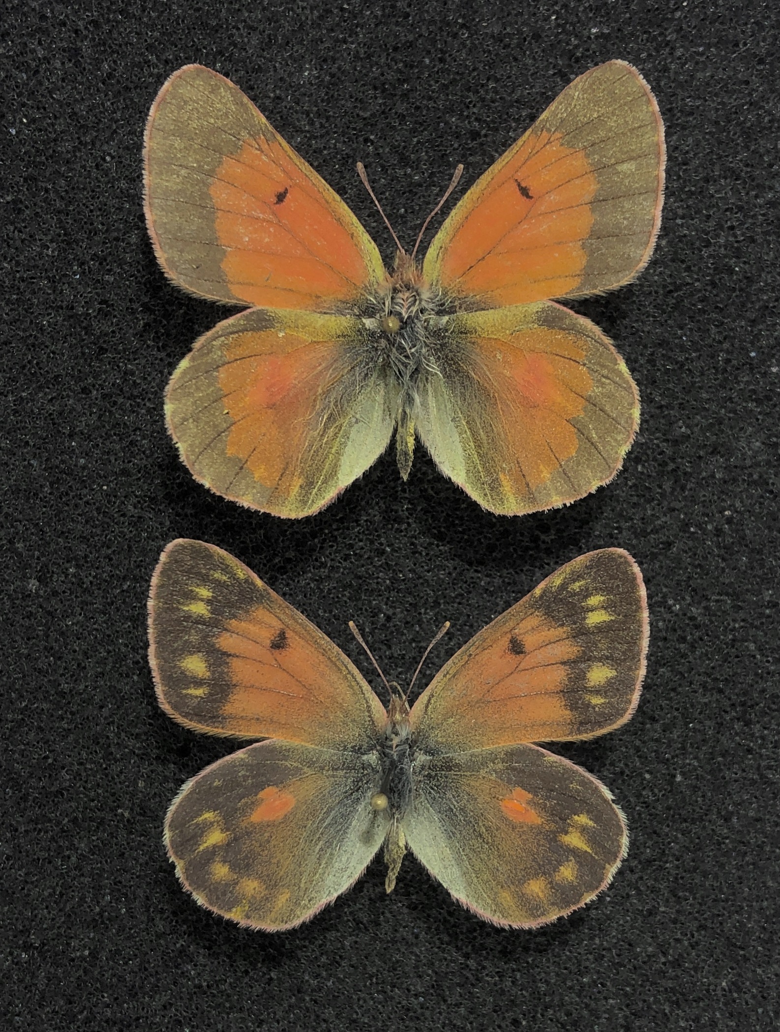 Lepidoptera. Colias eogene elissa, A2, Pair, Kyrgyzstan Rare color form