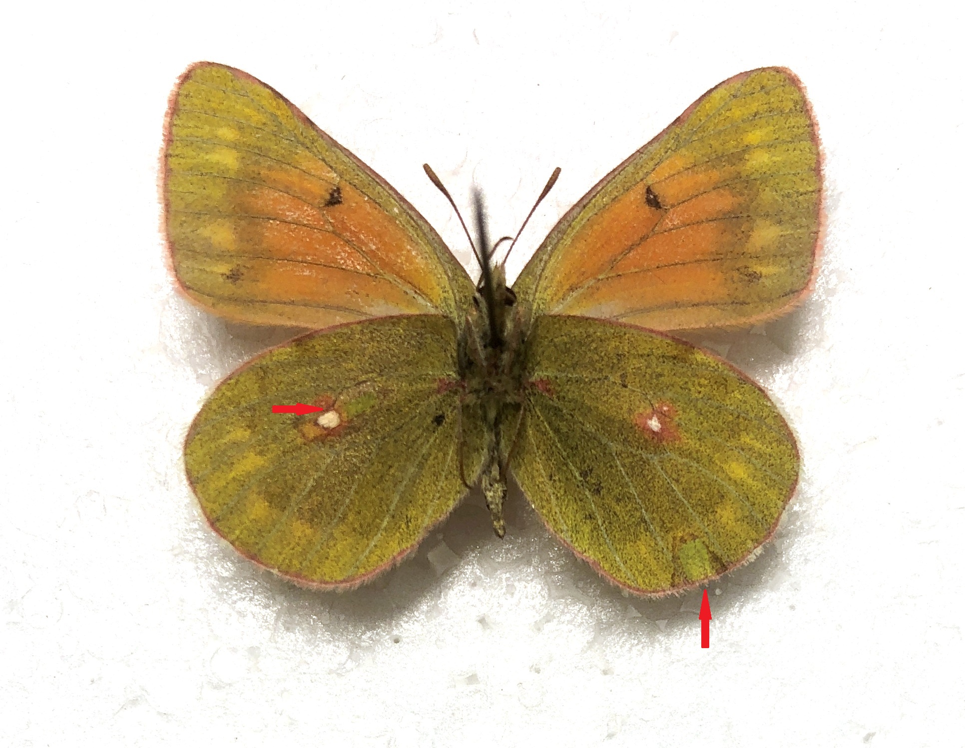 Lepidoptera. Colias eogene elissa, A2, Pair, Kyrgyzstan Rare color form — изображение 3