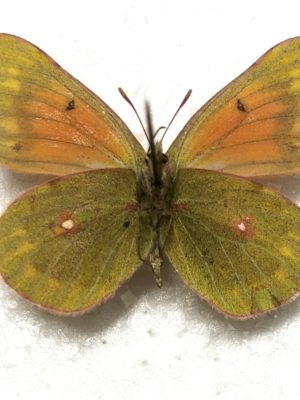 Lepidoptera. Colias eogene elissa, A2, Pair, Kyrgyzstan Rare color form