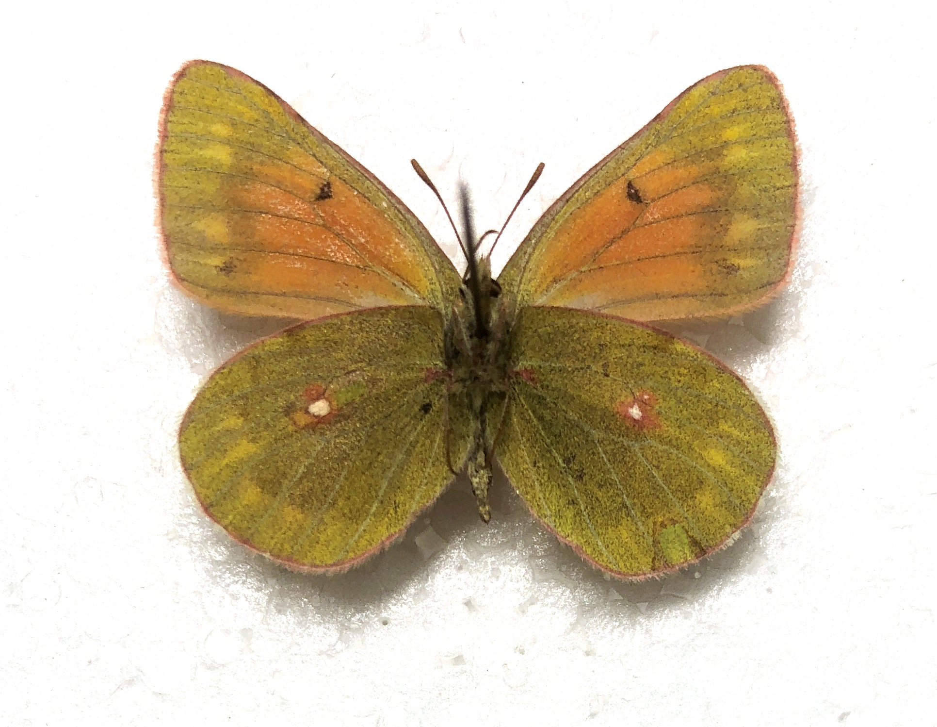 Lepidoptera. Colias eogene elissa, A2, Pair, Kyrgyzstan Rare color form — изображение 2