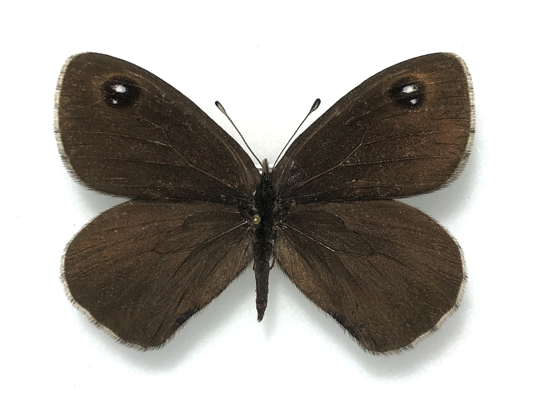 Lepidoptera. Satyridae. Paralasa nero, female, A1-, Kirghizia. RARE
