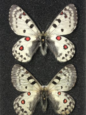Parnassius actius brutus, A1-, pair, Tajikistan