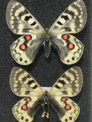 Parnassius cardinal, A1-, pair, Tajikistan, RARE