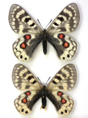 Parnassius cardinal, A1-, pair, Tajikistan, RARE