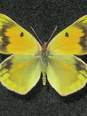 Colias wiskotti leucotheme, Female, A1-, Kyrgyzstan, Aberration #4, RARE!