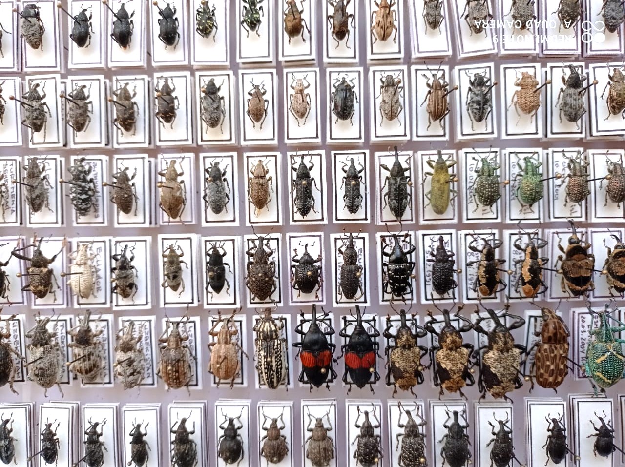 Curculionidae. 353 pcs, undefined. different regions. — изображение 8