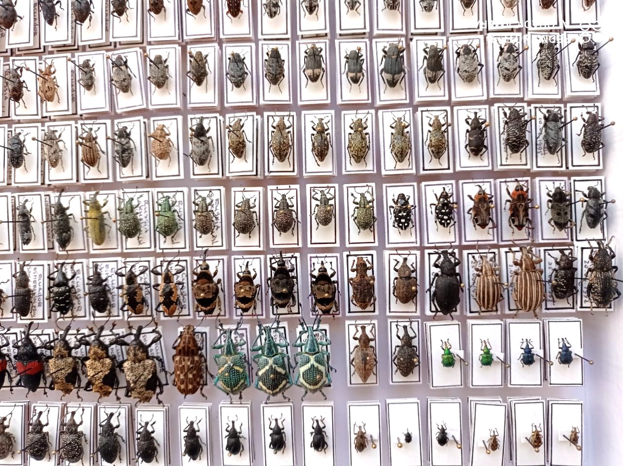 Curculionidae. 353 pcs, undefined. different regions. — изображение 9