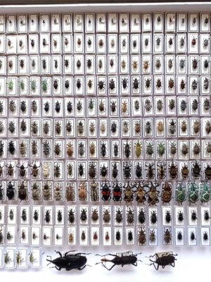 Curculionidae. 353 pcs, undefined. different regions.
