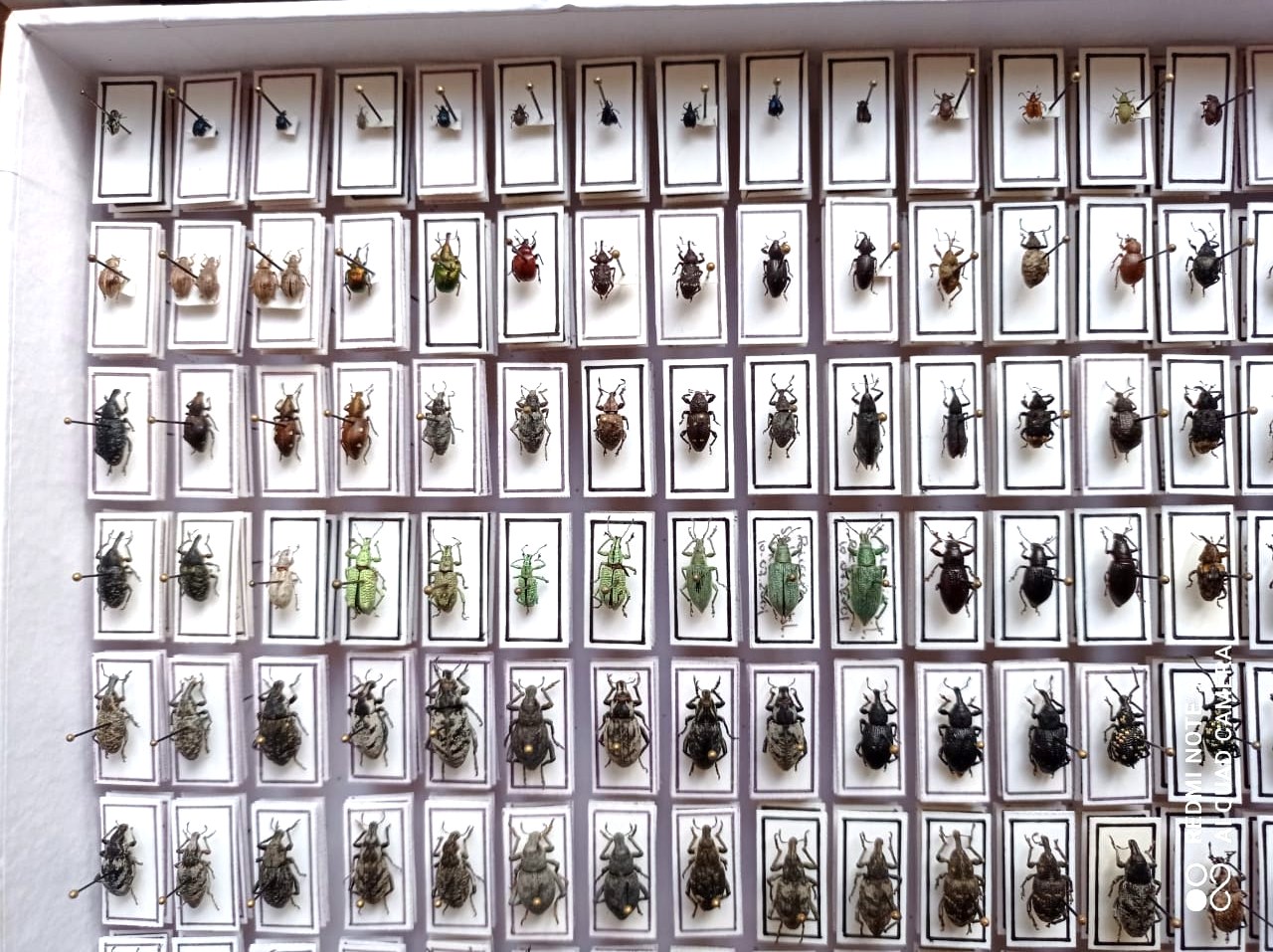Curculionidae. 353 pcs, undefined. different regions. — изображение 10