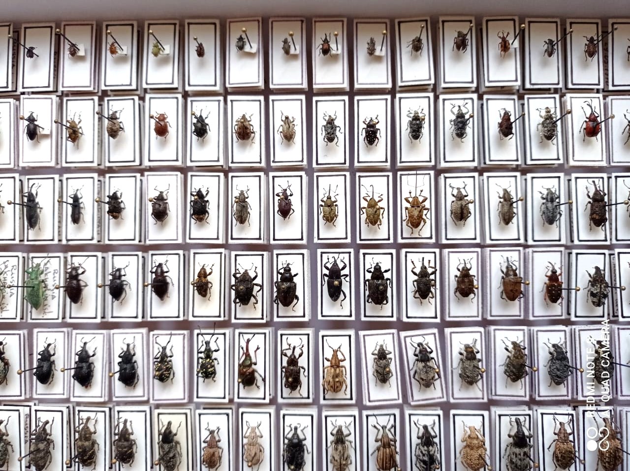 Curculionidae. 353 pcs, undefined. different regions. — изображение 7