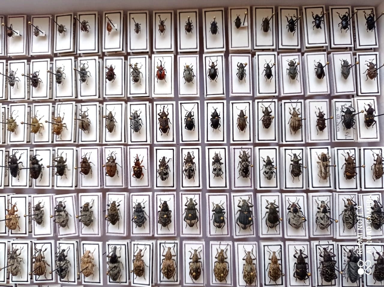 Curculionidae. 353 pcs, undefined. different regions. — изображение 6
