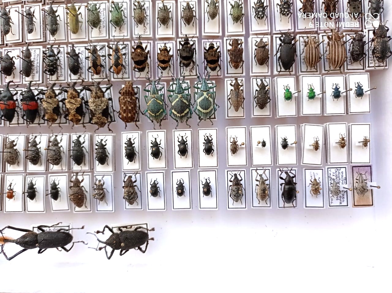 Curculionidae. 353 pcs, undefined. different regions. — изображение 3