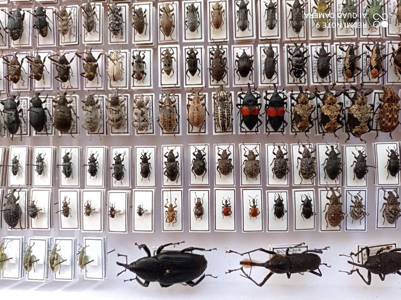 Curculionidae. 353 pcs, undefined. different regions. — изображение 4