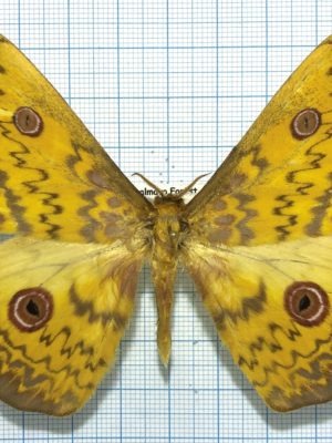 Aurivillius triramis, male, A-, Cameroon