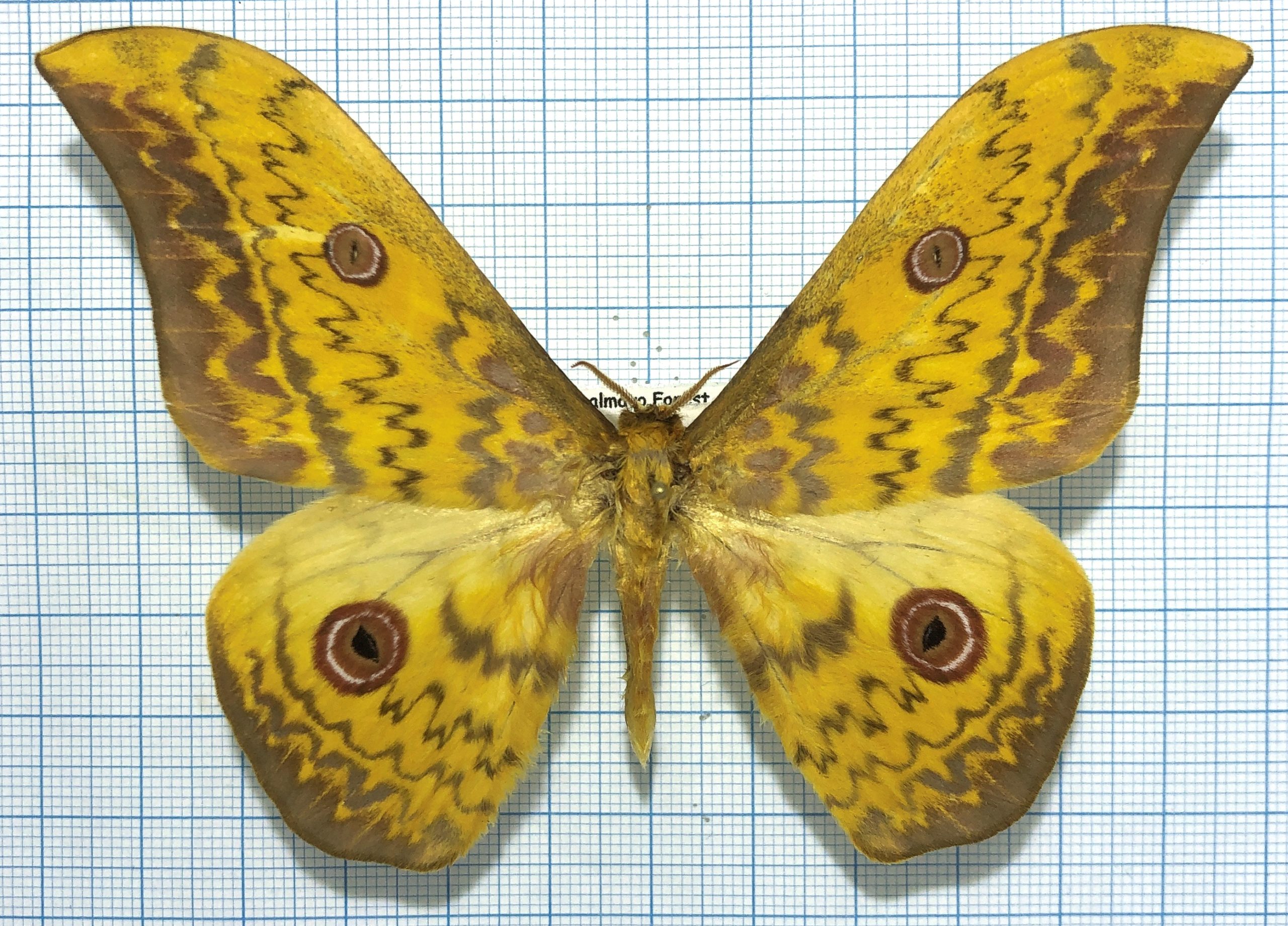 Aurivillius triramis, male, A-, Cameroon — изображение 2