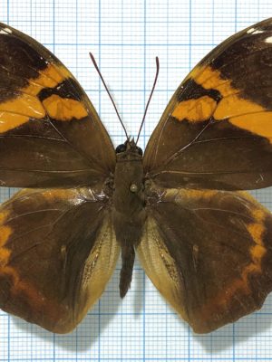 Opsiphanes cassina notanda, male, A1-, Peru