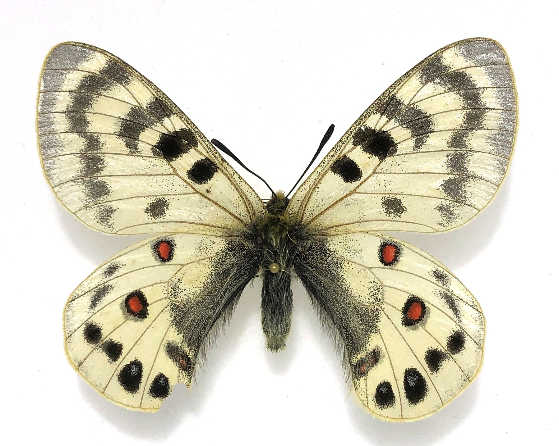 Lepidoptera. Parnassius maximinus legezini, male, A2, Uzbekistan. — изображение 2