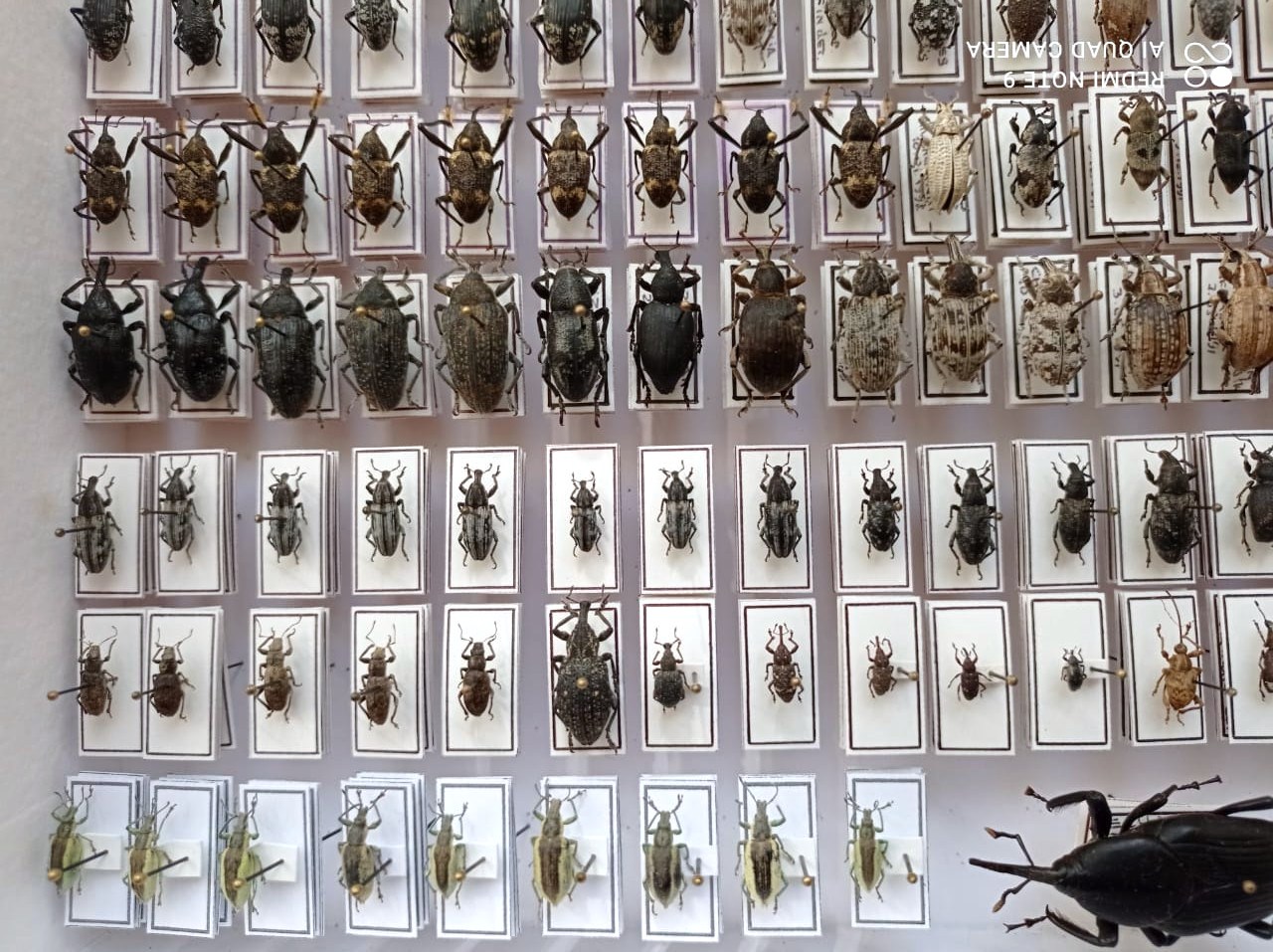 Curculionidae. 353 pcs, undefined. different regions. — изображение 5
