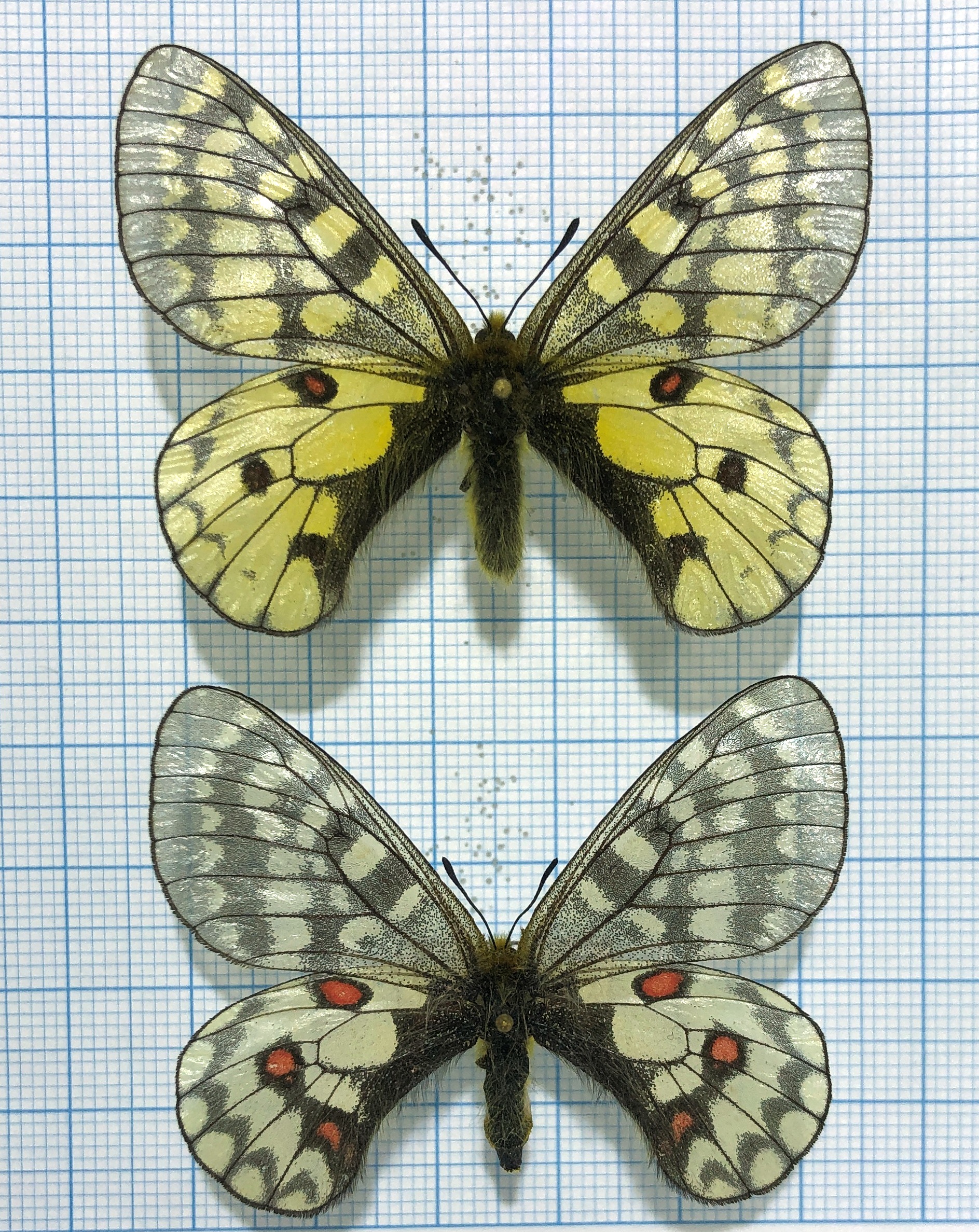 Lepidoptera. Parnassius eversmanni altaica, A1-, pair, Altai — изображение 2