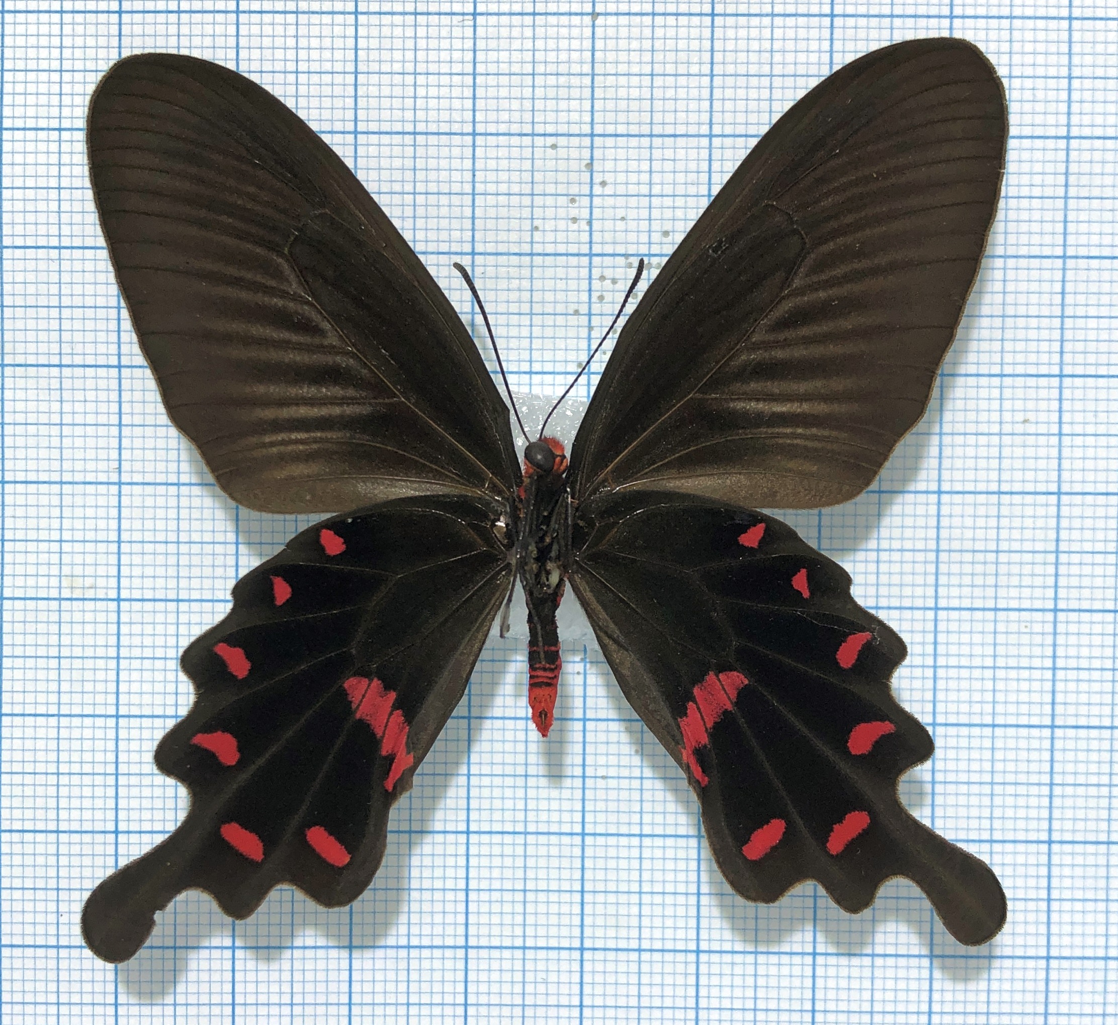 Pachliopta kotzebuea deseilus, female, A1-, Philippines — изображение 2