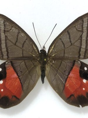 Pierella helvina, male, A2, Peru
