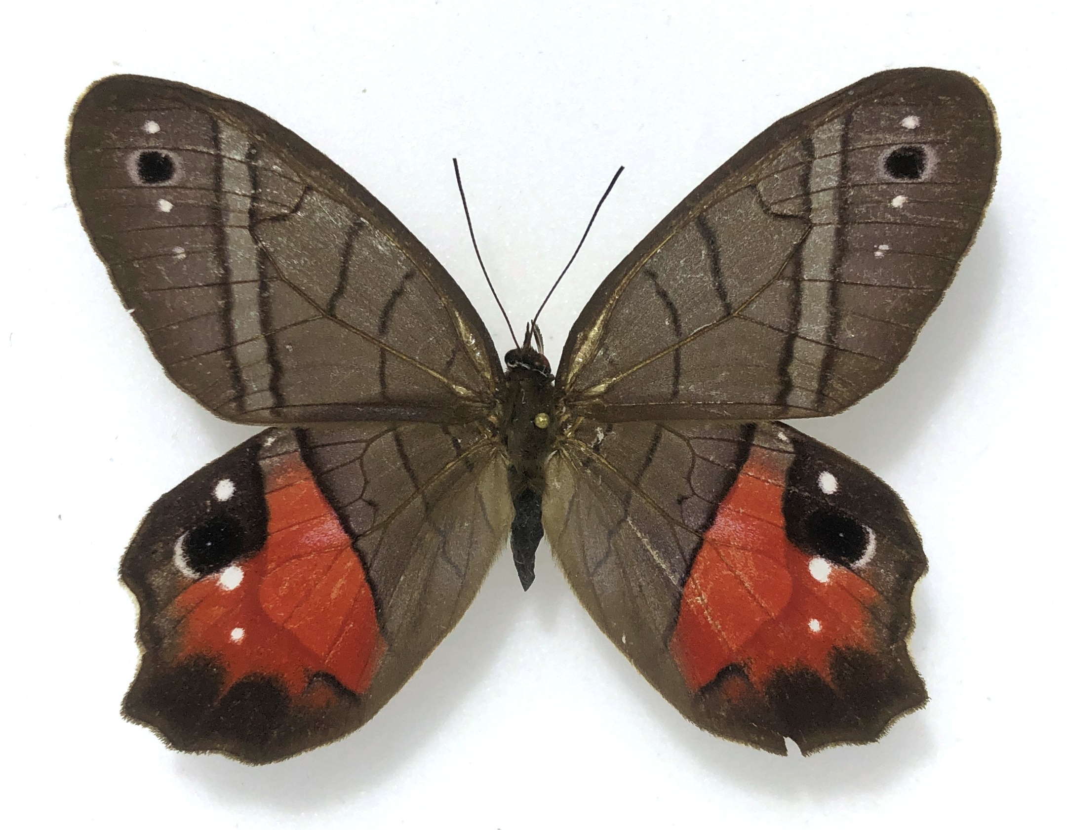 Pierella helvina, male, A2, Peru