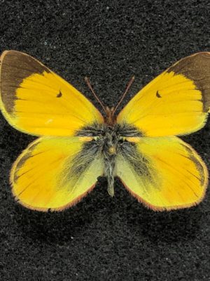 Colias euxanthe, A2, Male, Peru
