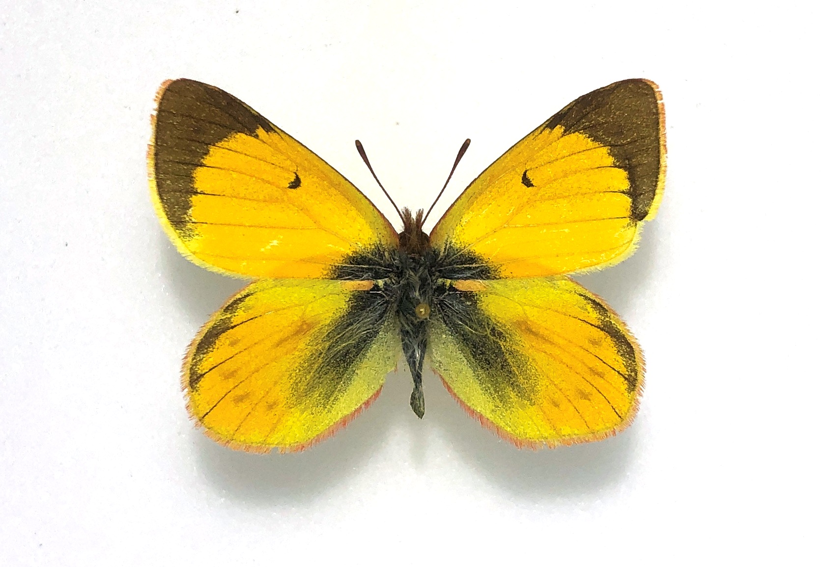 Colias euxanthe, A2, Male, Peru — изображение 2