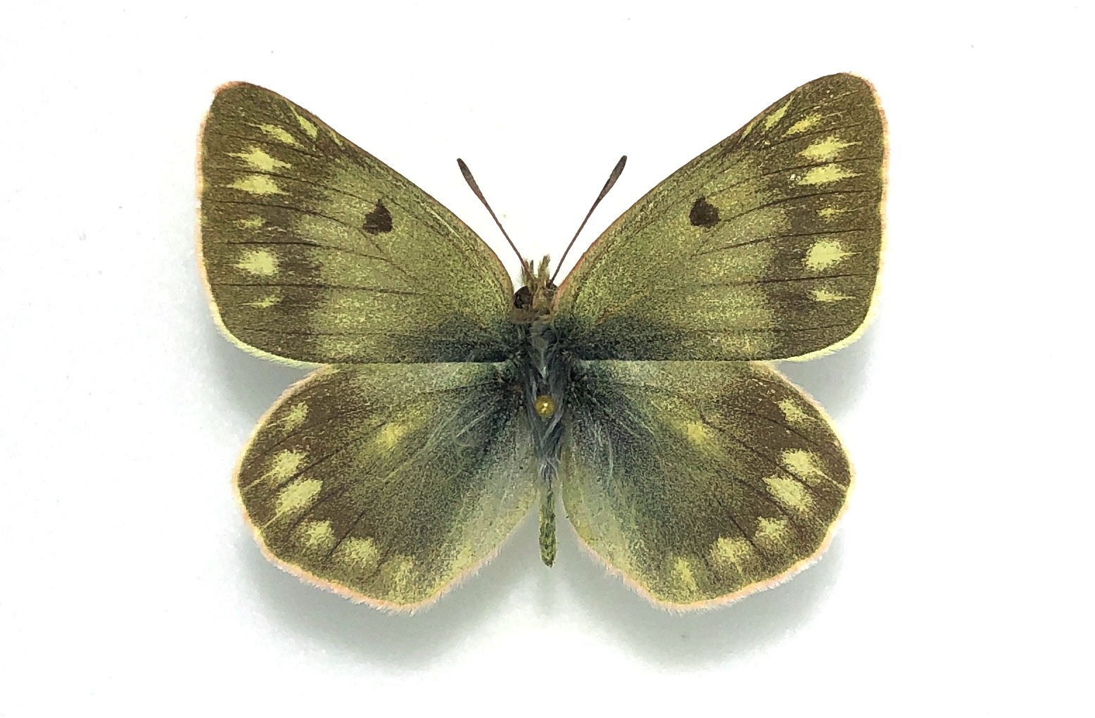 Colias cocandica cocandica, A-, Male, Kyrgyzstan — изображение 2