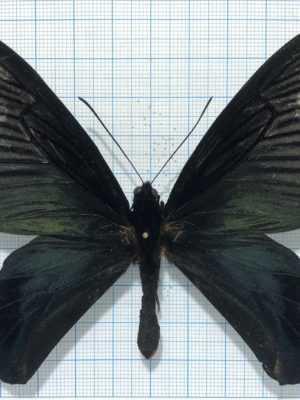 Atrophaneura dixoni, male, A-, Indonesia