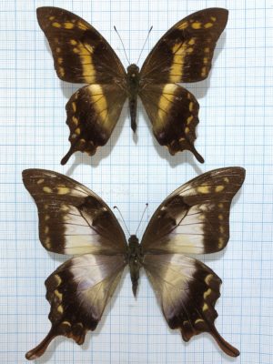 Meandrusa sciron ssp, pair, A2, Vietnam, RARE