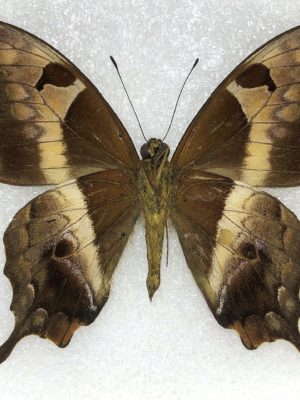 Meandrusa sciron ssp, pair, A2, Vietnam, RARE