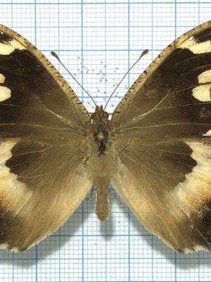 Lepidoptera. Satyridae. Сhazara enervata, female, A2, Uzbekistan.
