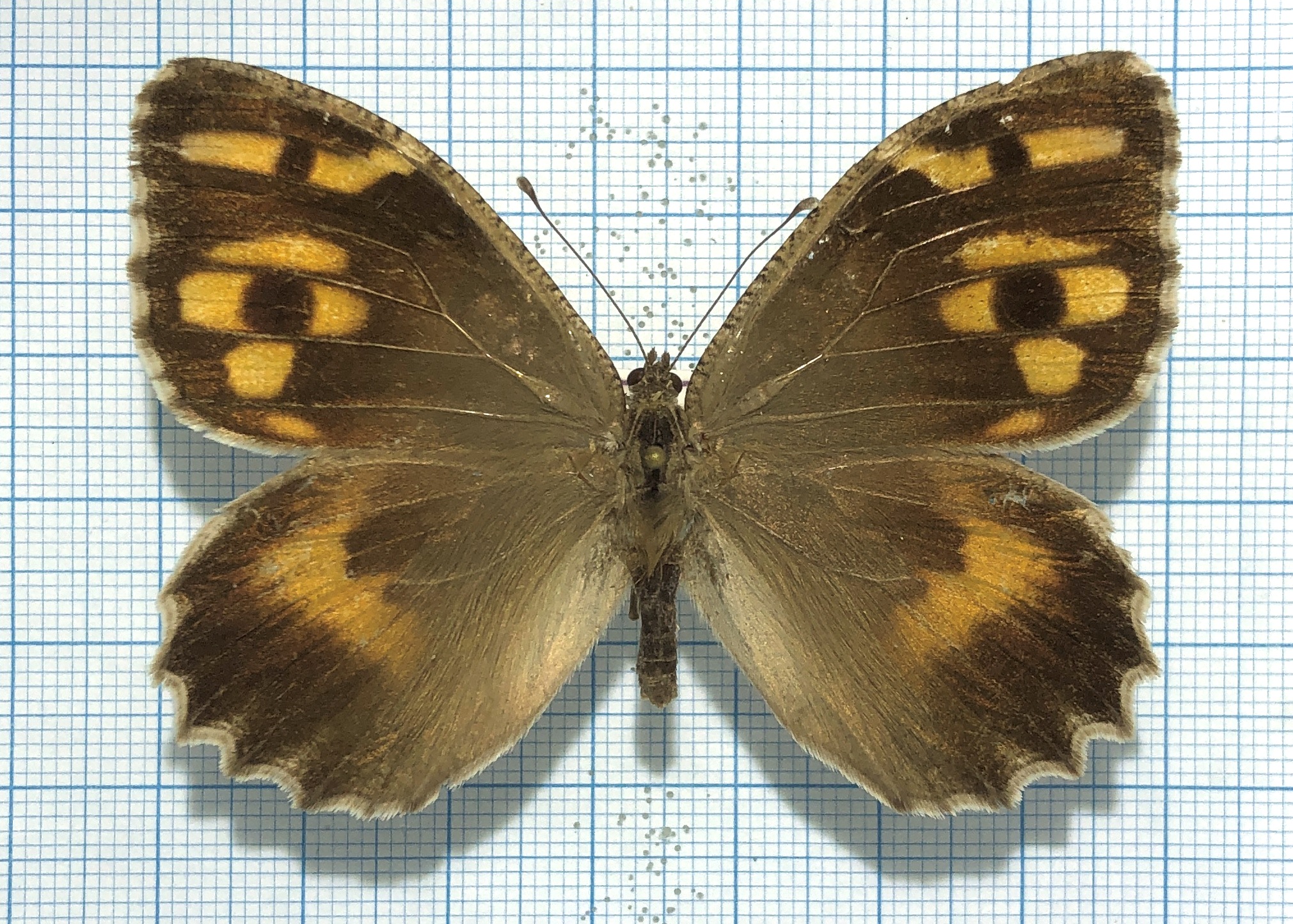 Lepidoptera. Satyridae. Сhazara enervata, female, A2, Uzbekistan. Orange.