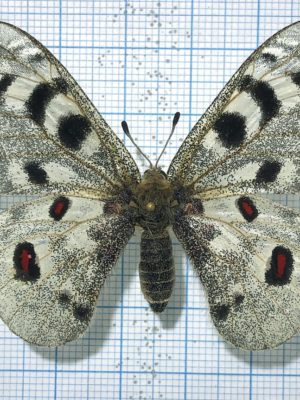 Parnassius a albanicus, A1-, Female, Albania, ABERRATION
