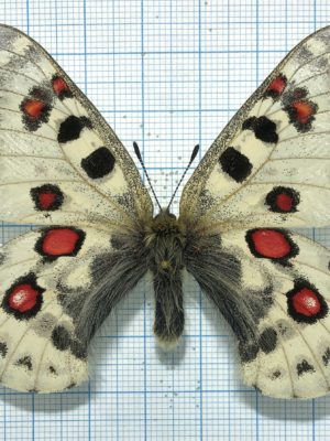 Parnassius tianschanicus insignis, A1, male, Kyrgyzstan, RARE color form!