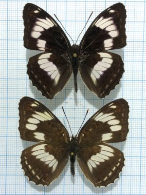Limenitis sydyi, A1-, Pair, Far East